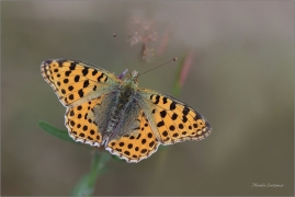 <p>PERLEŤOVEC MALÝ (Issoria lathonia) Šluknovsko - Harta ---- /Queen of Spain fritillary - Kleiner Perlmuttfalter/</p>